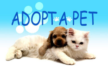 Pet Adoption Quiz